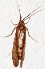 Ptilostomis ocellifera