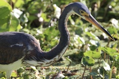 Egretta tricolor image