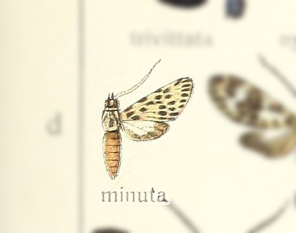 Delphyre minutum