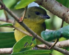 Euphonia laniirostris