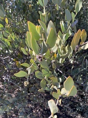 Simmondsia chinensis