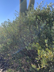 Simmondsia chinensis