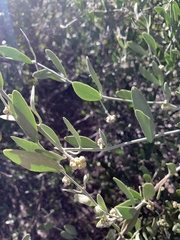 Simmondsia chinensis