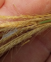 Trichloris pluriflora