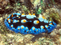Phyllidia picta