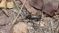 Neoplocaederus granulatus