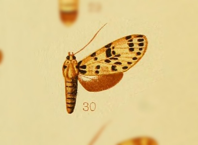 Heliura parcipuncta