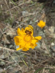 Nemognatha scutellaris