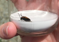 Nemognatha scutellaris