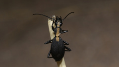 Cypholoba opulenta