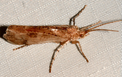 Limnephilus indivisus