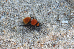 Dasylabris schultzei