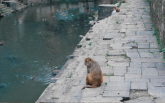 Macaca mulatta