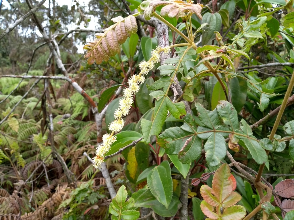 Weinmannia lentiscifolia