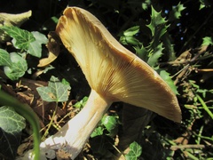 Clitocybe nebularis