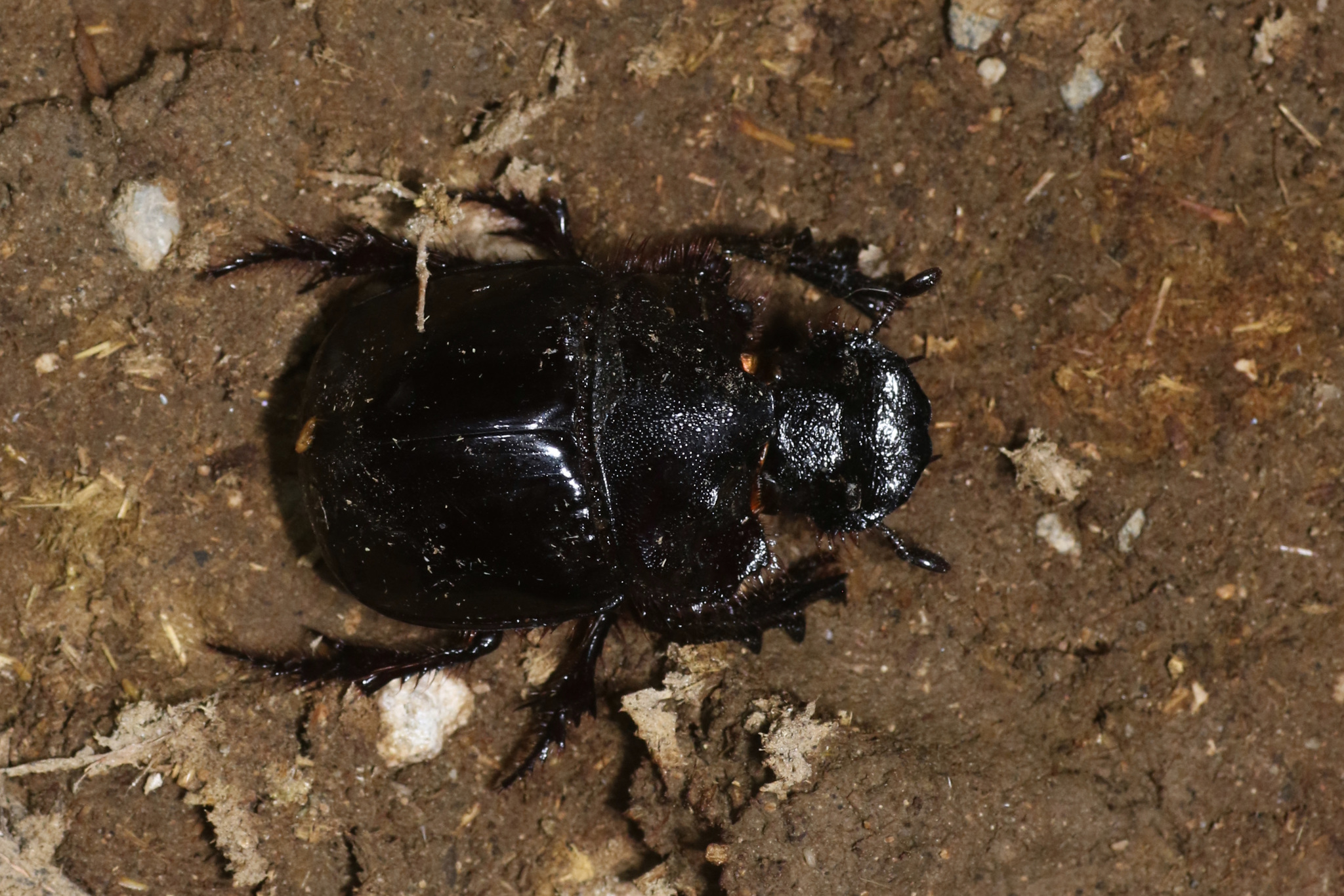 Heliocopris faunus Boheman, 1857