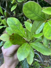Coprosma dodonaeifolia