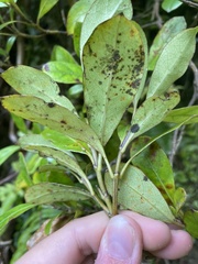 Coprosma dodonaeifolia