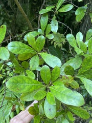 Coprosma dodonaeifolia