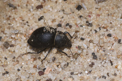 Ocnodes