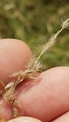 Digitaria patens