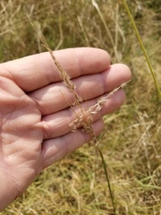 Digitaria patens