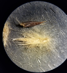 Digitaria patens