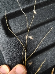 Digitaria patens