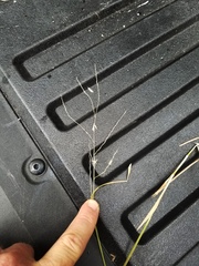 Digitaria patens