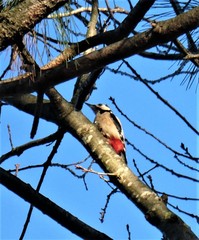 Dendrocopos major