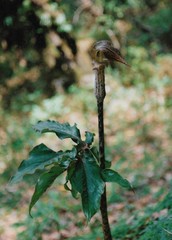 Arisaema nepenthoides