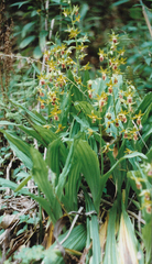 Calanthe tricarinata