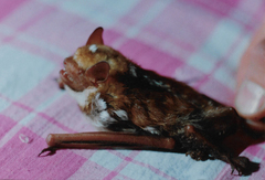 Scotomanes ornatus