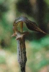 Arisaema nepenthoides