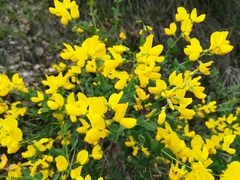 Genista germanica
