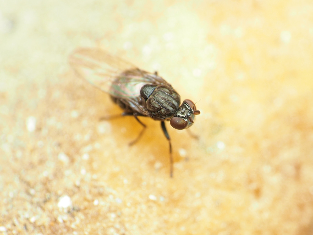 Lytogaster excavata