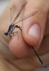 Lestes vidua