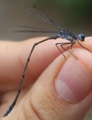 Lestes vidua