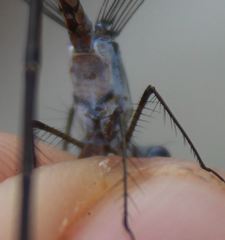 Lestes vidua