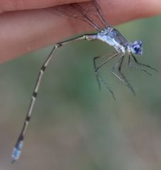 Lestes vidua