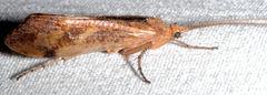 Limnephilus indivisus