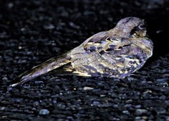 Hydropsalis cayennensis