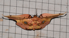 Siculodes aurorula