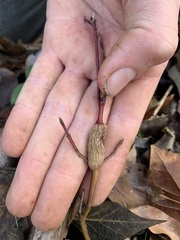 Neolasioptera cornicola