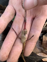 Neolasioptera cornicola