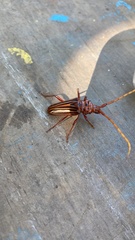 Chydarteres striatus