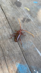 Chydarteres striatus