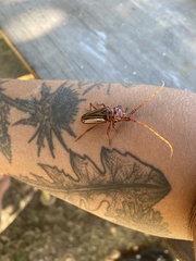 Chydarteres striatus