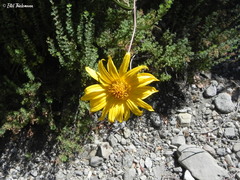 Aldama revoluta