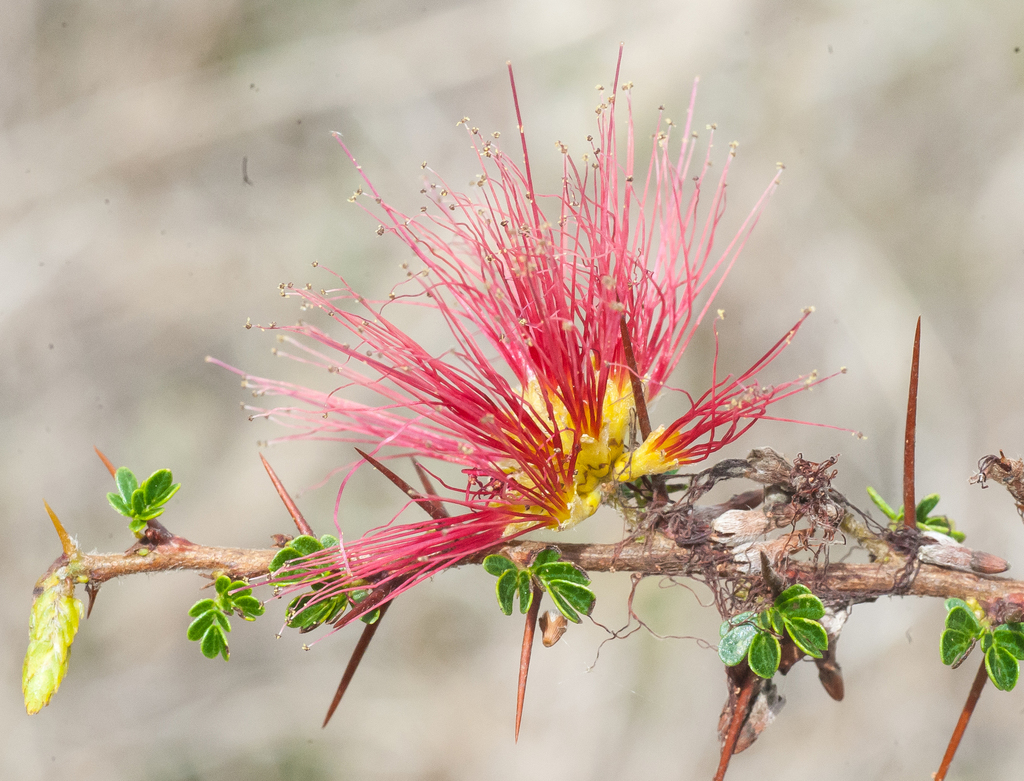 Red powder puff